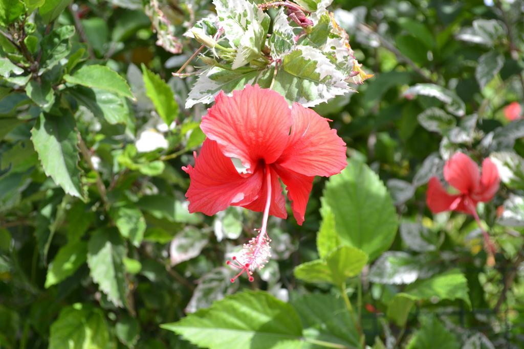 Cabanas Henua Iti อังกาโรอา ภายนอก รูปภาพ